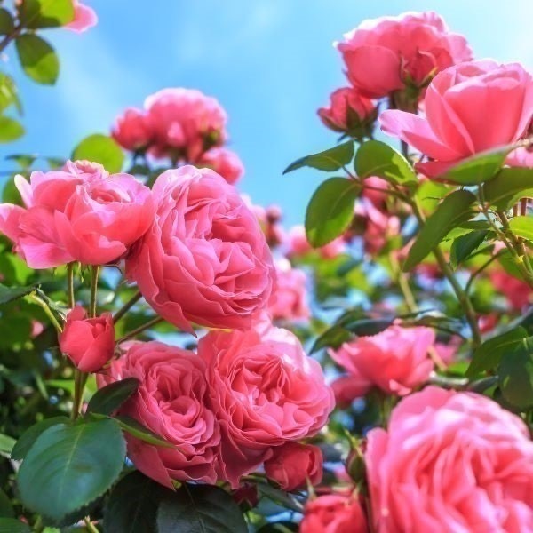 ローズオットー鍼灸院